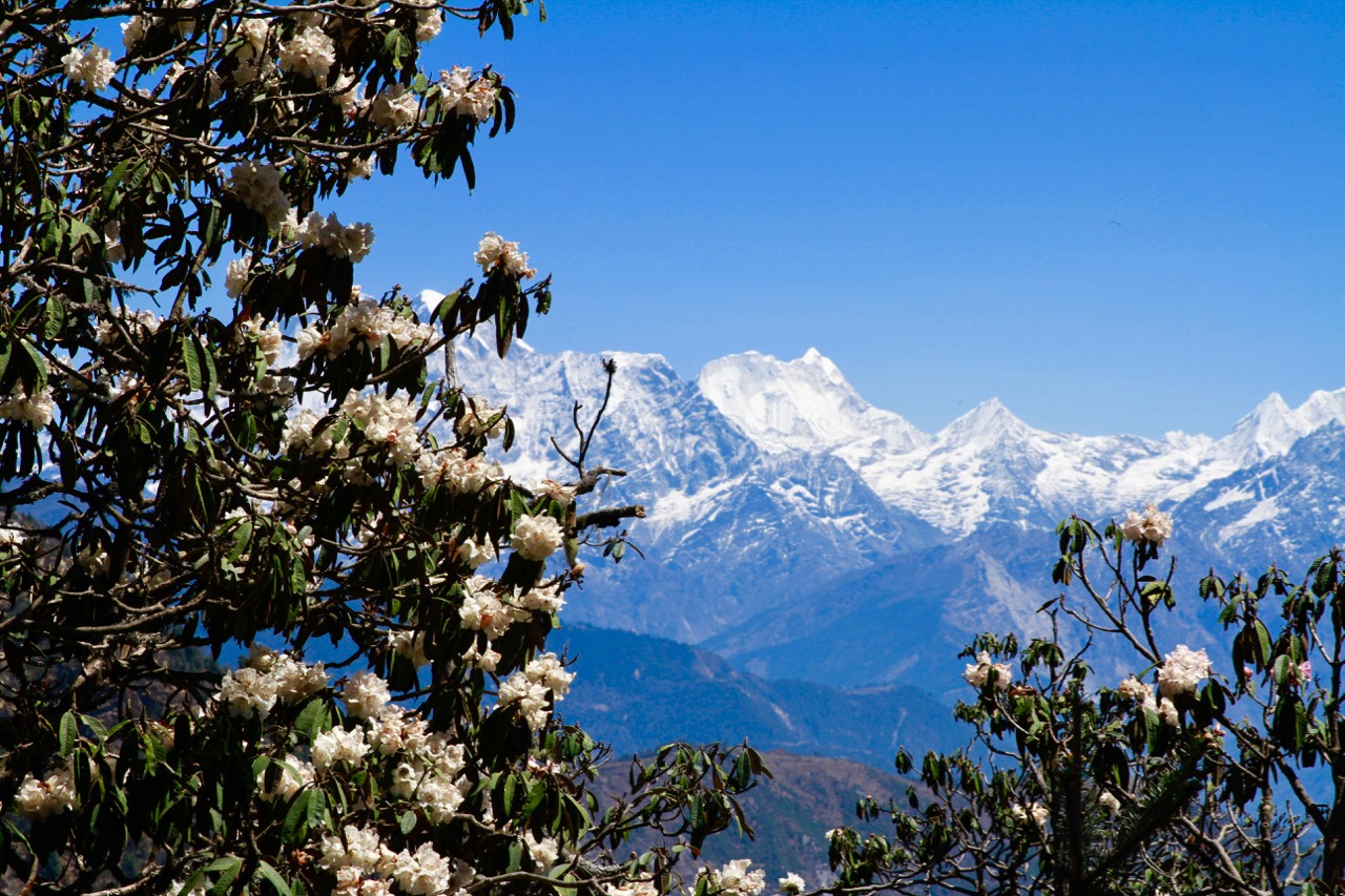 Rhodendron In Nepal